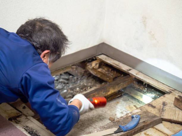 Why You Should Choose Our Mold Remediation Services in Akwesasne, NY